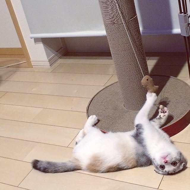 yokkochanさんの実例写真