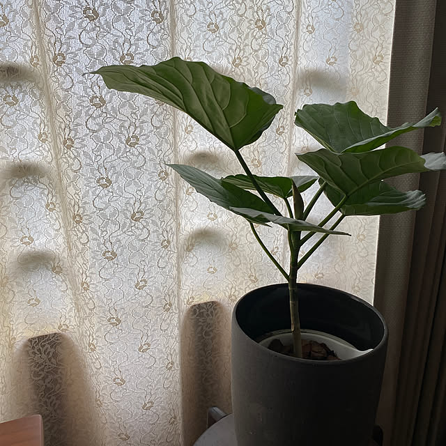 nocomomさんの部屋
