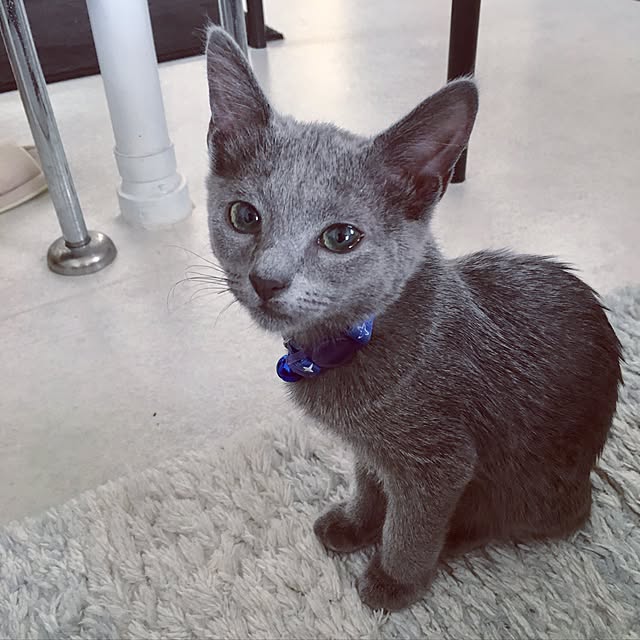vさんの実例写真