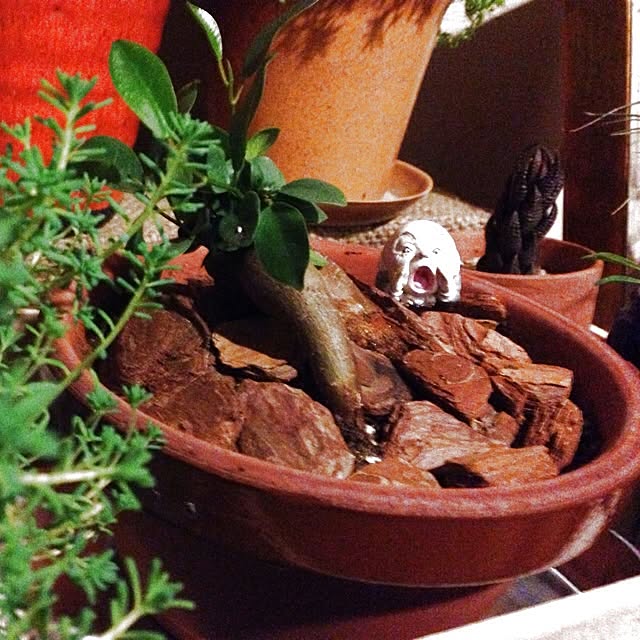 棚/植物のインテリア実例 - 2014-02-09 18:21:49
