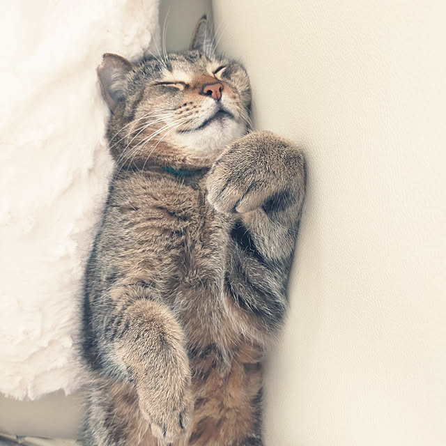 Tomomiさんの実例写真