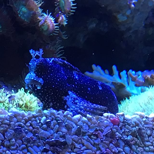 aquarium_seaさんの実例写真