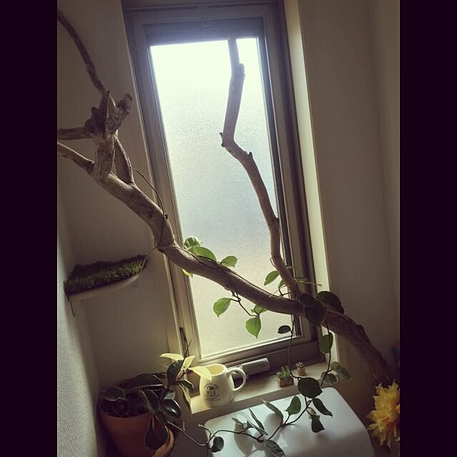 Minamiさんの実例写真
