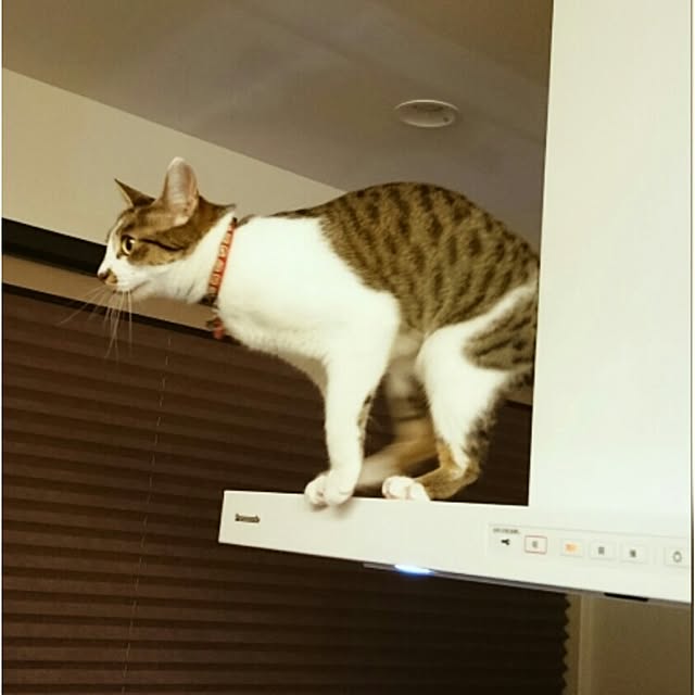 nsugi0710さんの実例写真