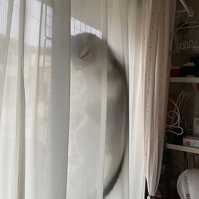 Lufuさんの実例写真