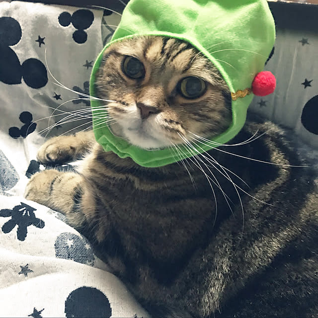 実例写真