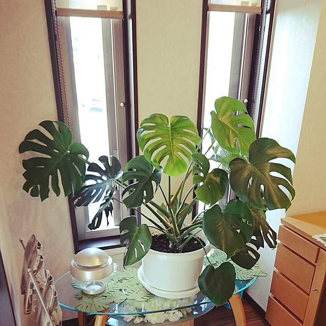 cocosorasakuさんの実例写真