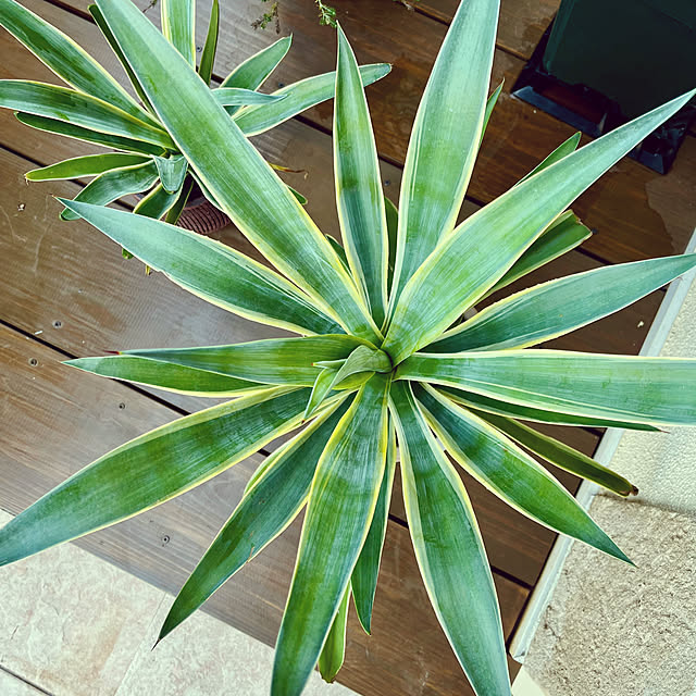 seiseiさんの実例写真