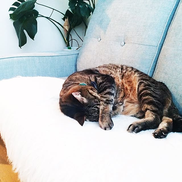 lovecatさんの実例写真