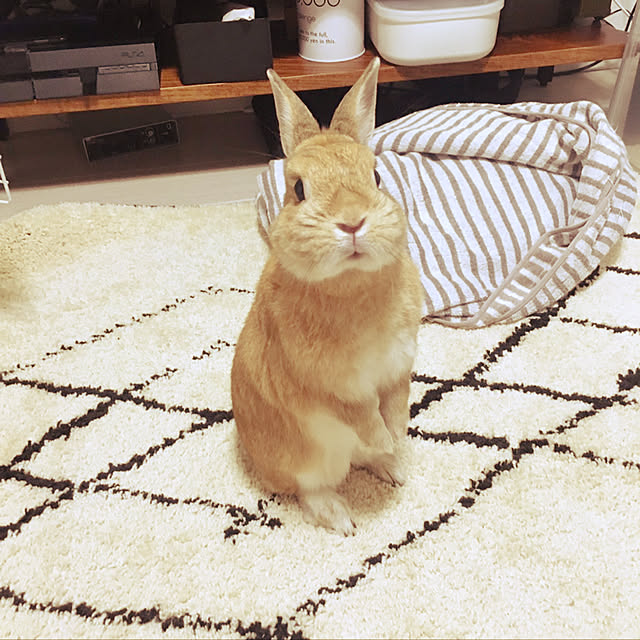 takeさんの実例写真