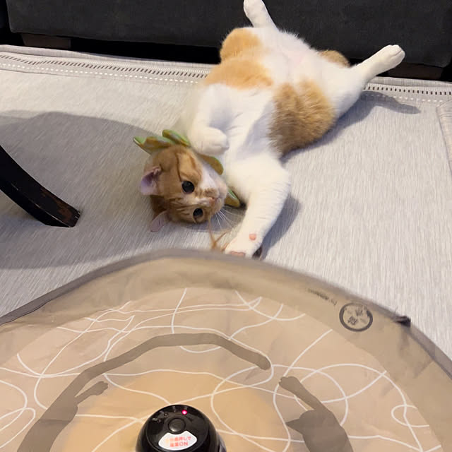 shi622さんの実例写真