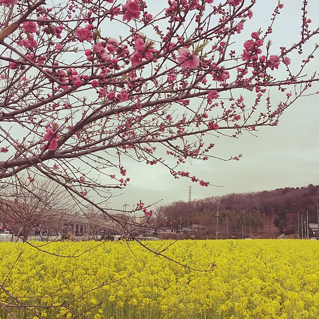 pikarunさんの実例写真