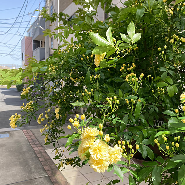 okkunさんの部屋