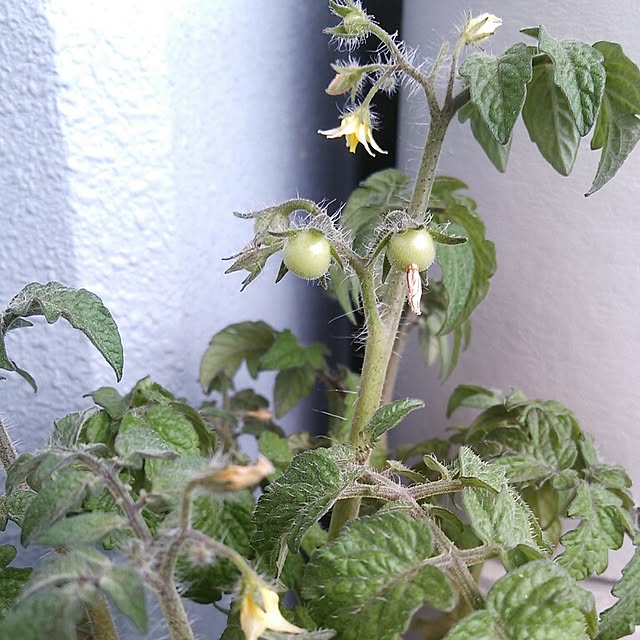 tomatoさんの実例写真