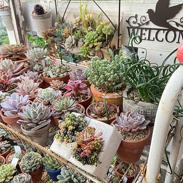 多肉植物寄せ植え ピンクルルビーのおすすめ商品とおしゃれな