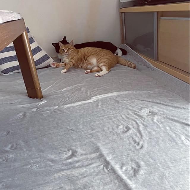 koromaroさんの部屋