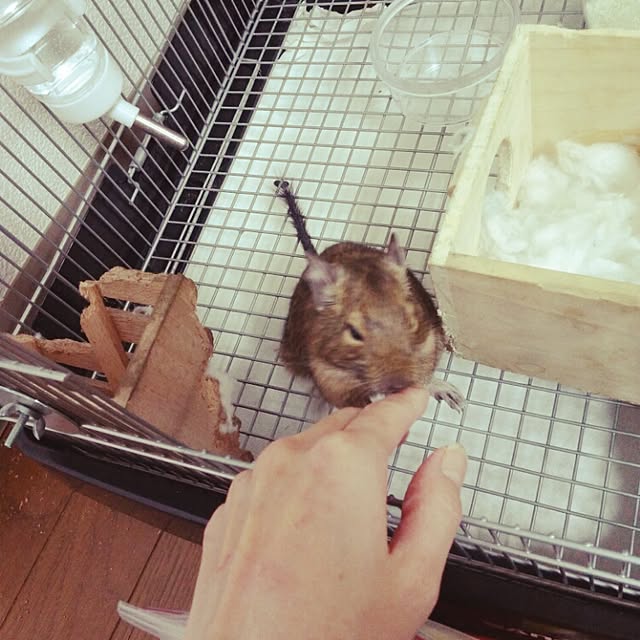 yuminniemouseさんの実例写真
