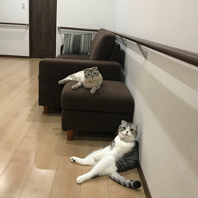 Dahliaさんの実例写真