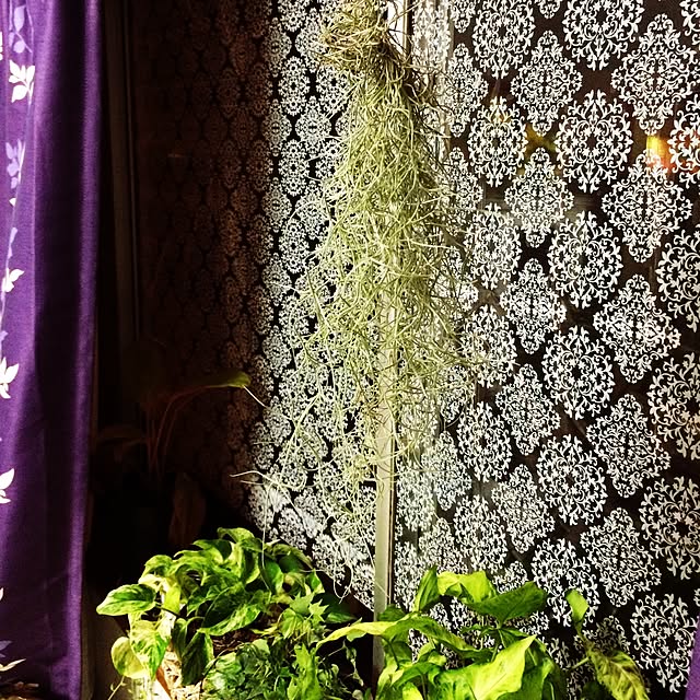 scabiosa1982さんの実例写真