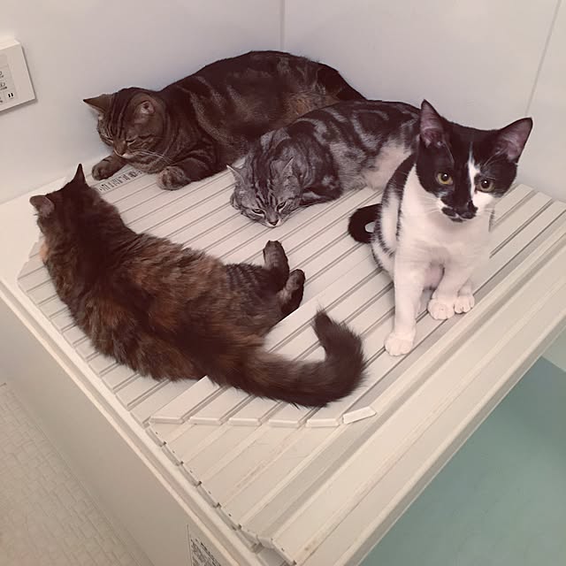 mikomaruさんの実例写真