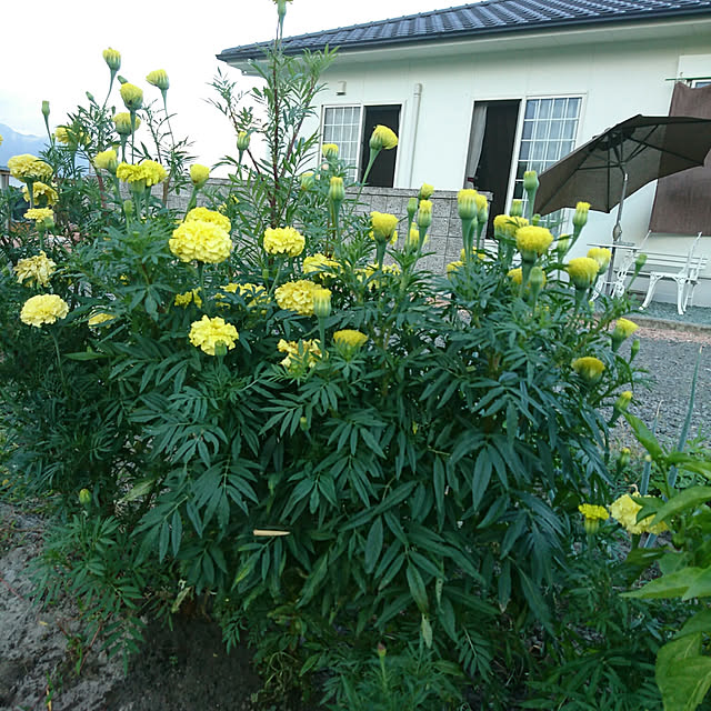 machikomamaさんの実例写真