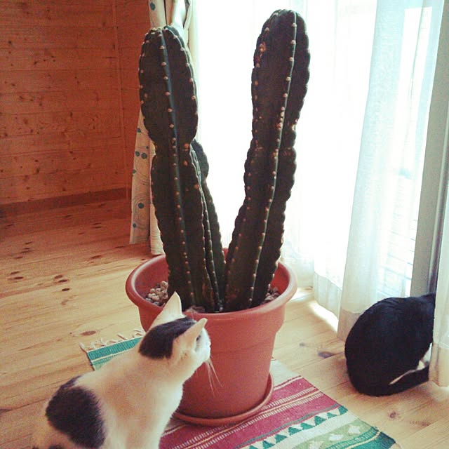 mukuさんの実例写真