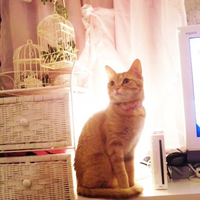 fu-ka24さんの実例写真