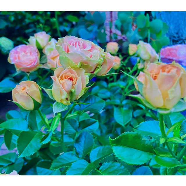 tinkunさんの実例写真