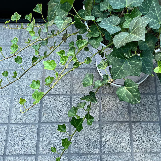 chokoさんの実例写真