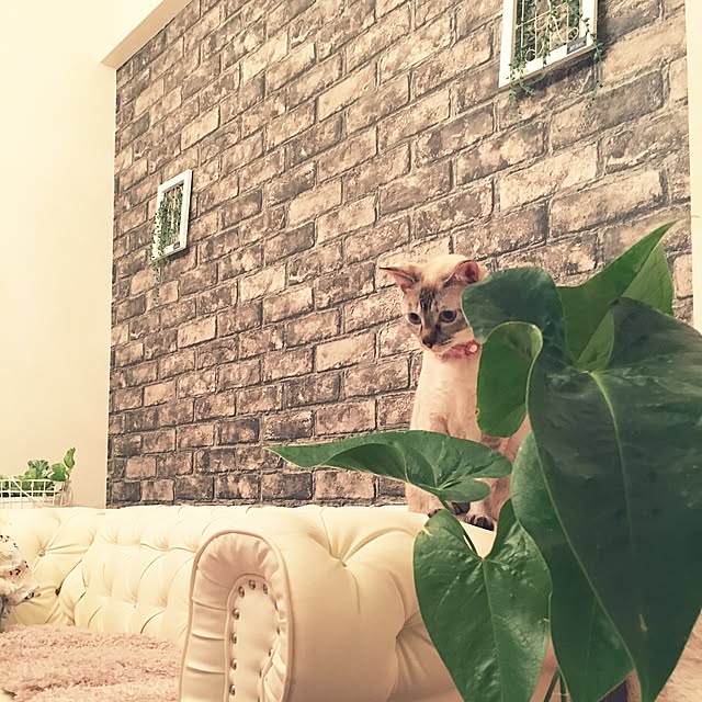 noelさんの実例写真