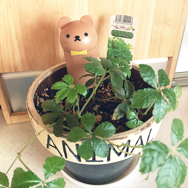 misarikuさんの実例写真
