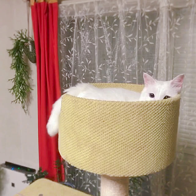 nyanko-beamさんの実例写真