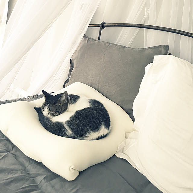 Shihoさんの実例写真