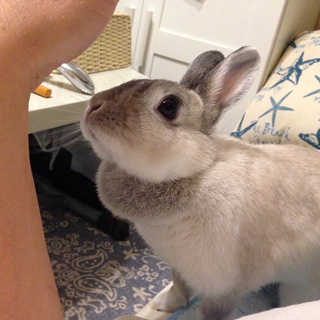 yokomokoさんの実例写真
