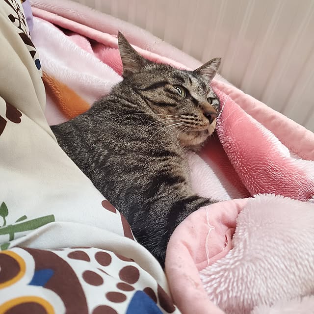 waisuさんの実例写真