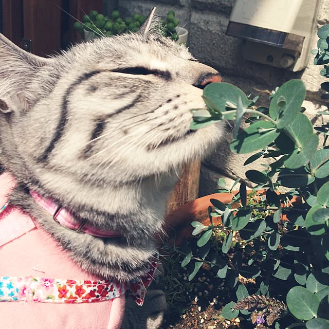 kokedamaさんの実例写真