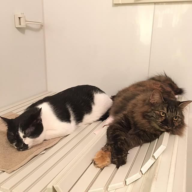 mikomaruさんの実例写真