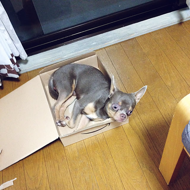 shippoさんの実例写真