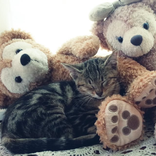 実例写真