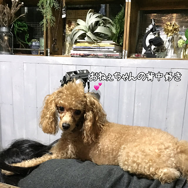 natulove0418さんの実例写真