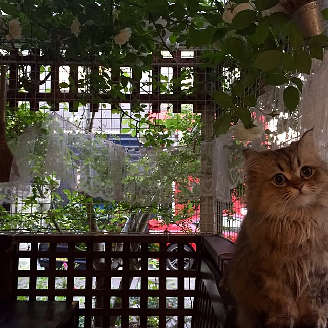 butachanさんの実例写真