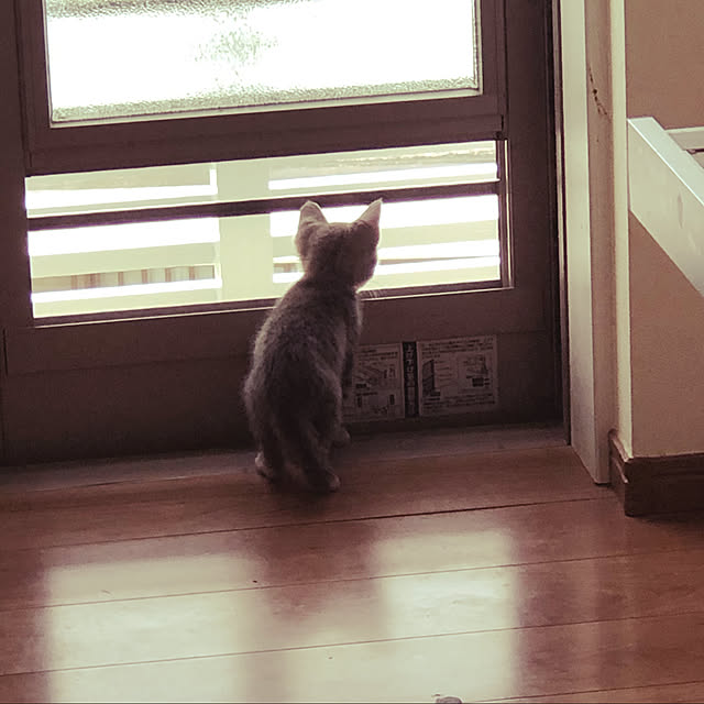 Pisaさんの実例写真