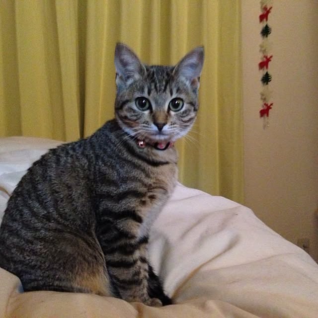 mojikoさんの実例写真