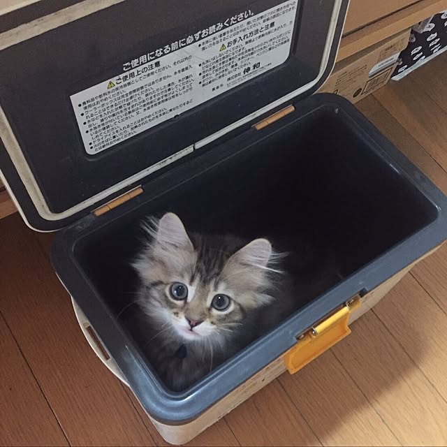 CATさんの実例写真