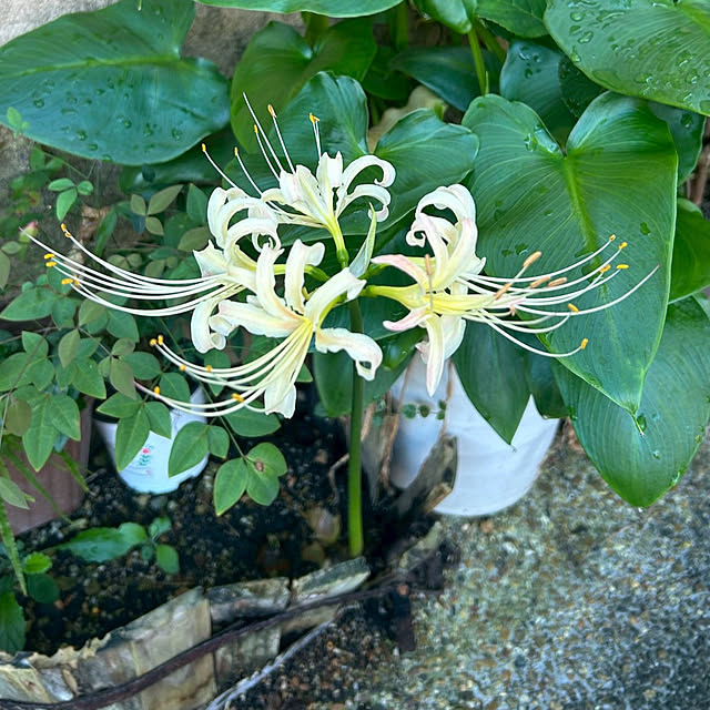 fumikoiさんの部屋