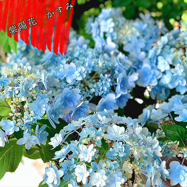 hinamamaさんの実例写真