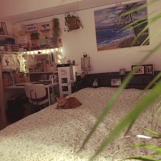molpieさんの実例写真