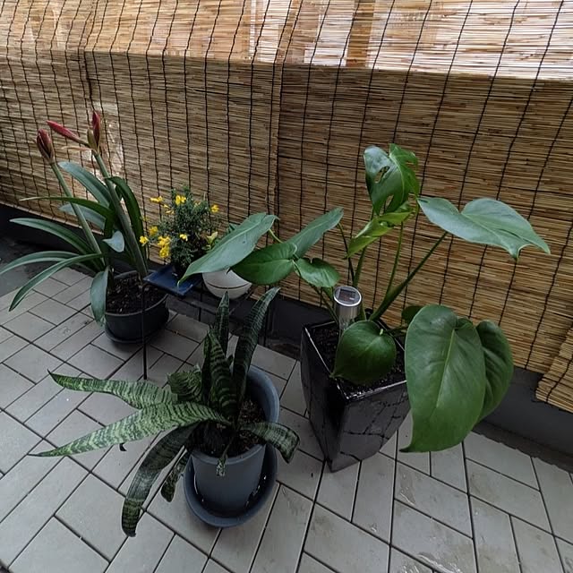 yuzuさんの実例写真