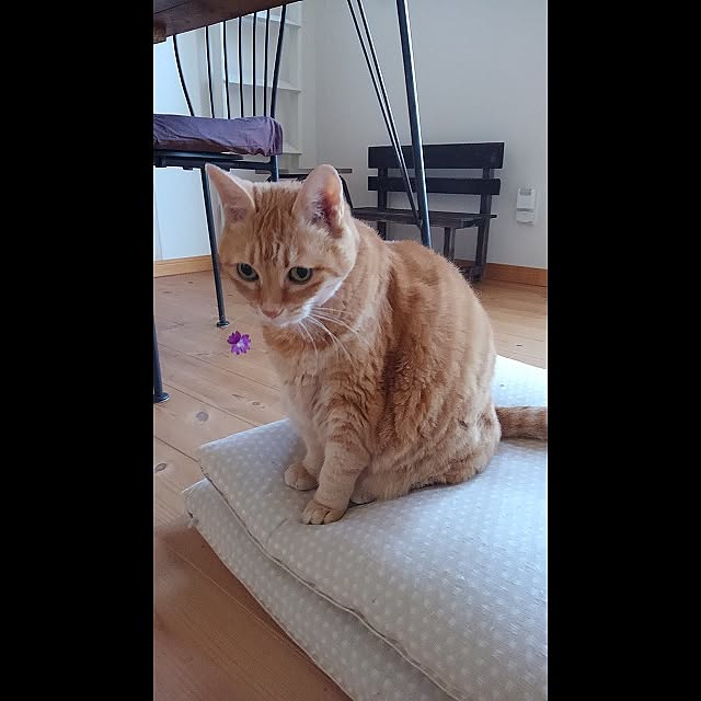 jennyさんの実例写真