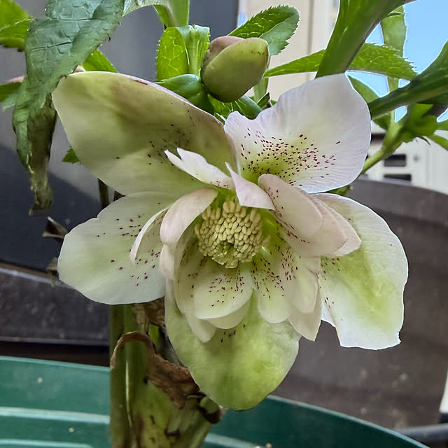 buchiさんの部屋